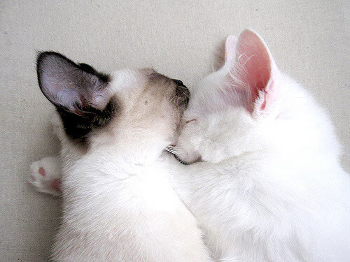 棋盘上的绝杀，阿斯顿马丁如何用两停策略将死哈斯，以及勒克莱尔如何成为法拉利孤勇的王