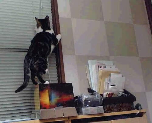 萨克拉门托升起新王冠，当平民乔治在波士顿花园加冕