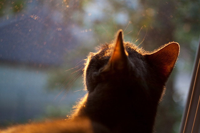 独木成舟，约基奇一肩扛起山东，对撞时代的险胜