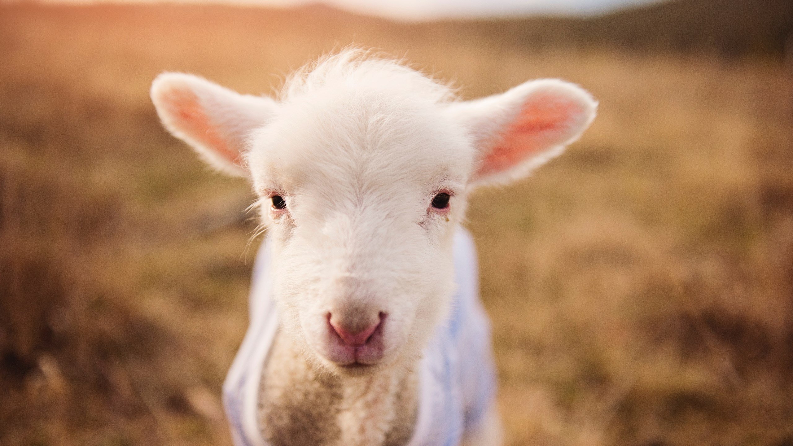 狂飙43分撕裂防线!黄蜂终结广厦连胜,马克西获封巨人杀手