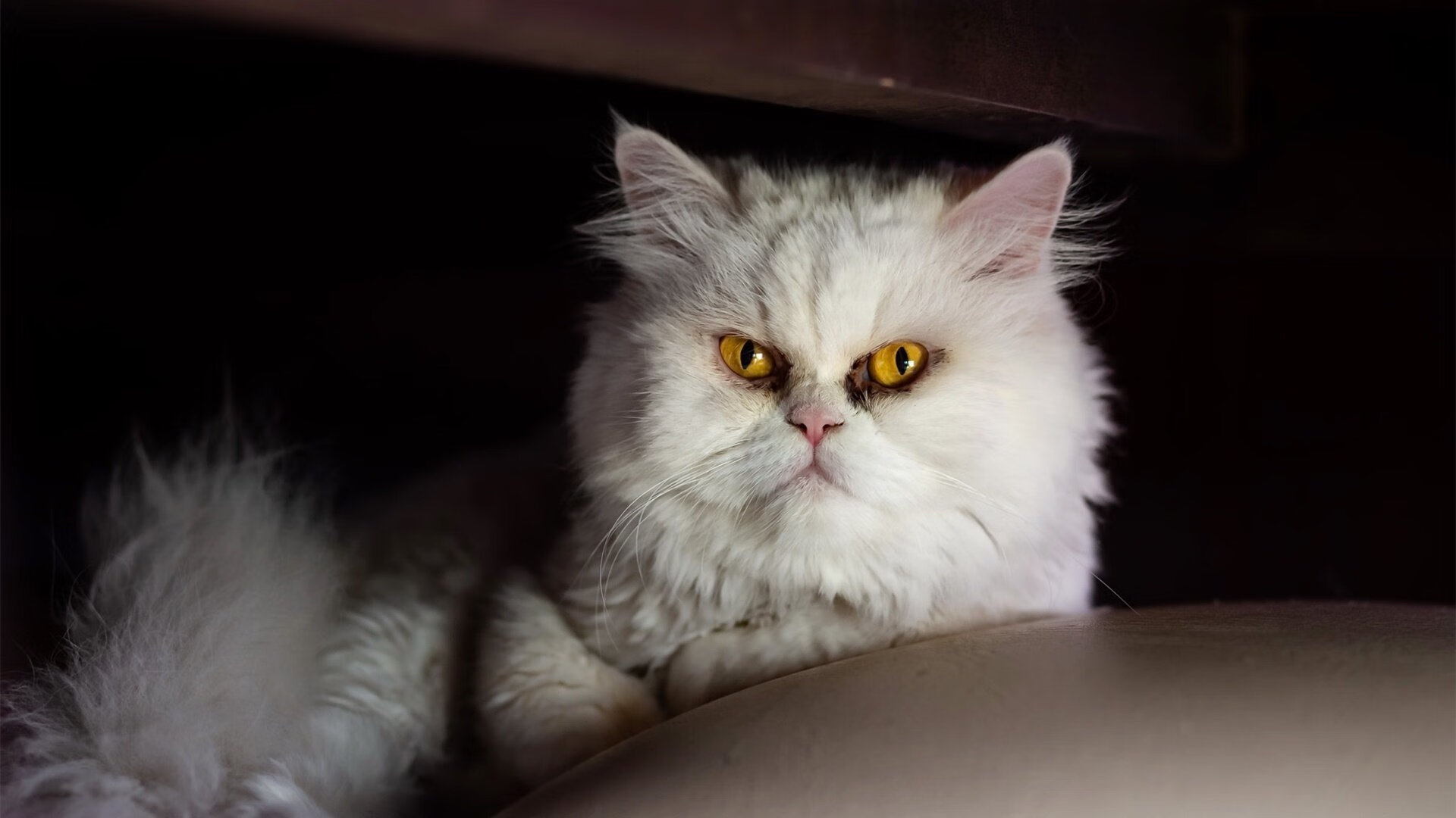 西亚卡姆制霸攻防两端,热火团队篮球轻取火箭