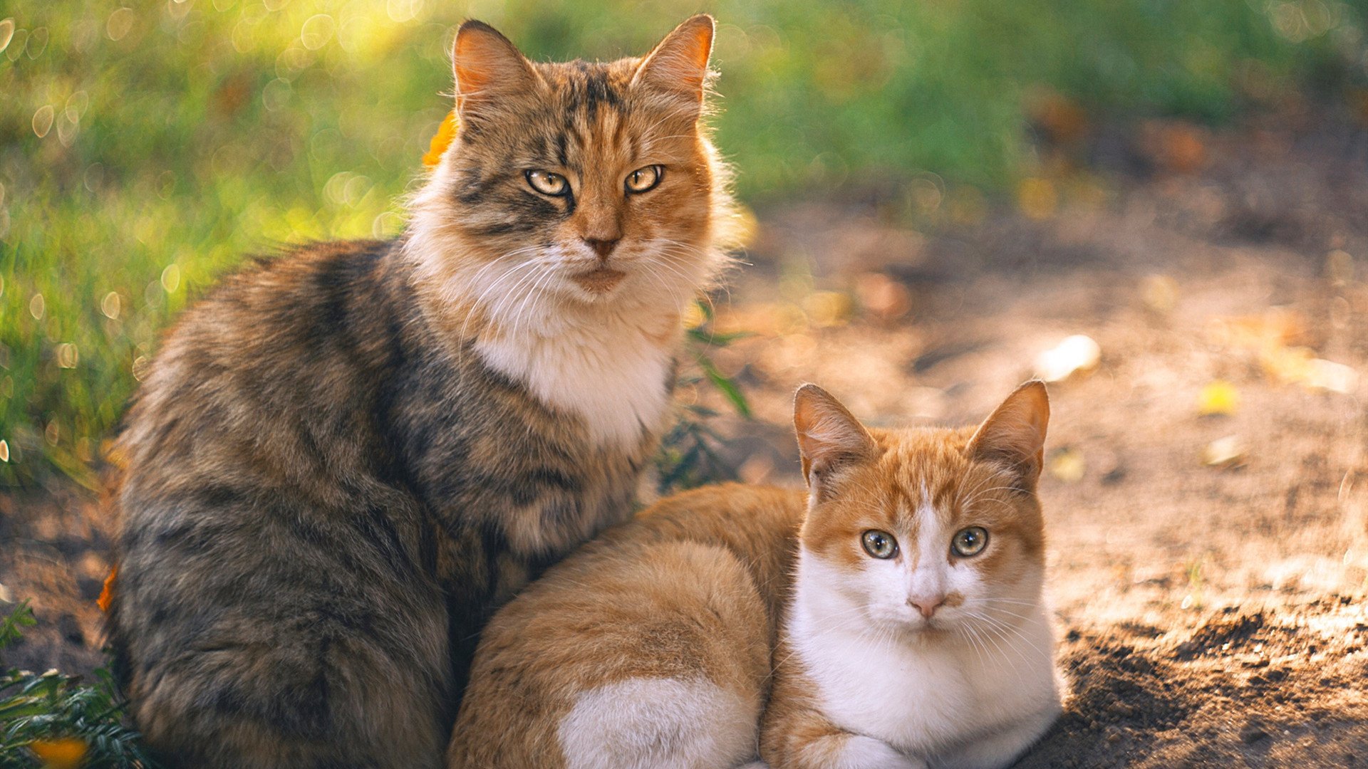 南北对抗的唯一破局者,当阿克在足球荒漠打出绿洲级数据