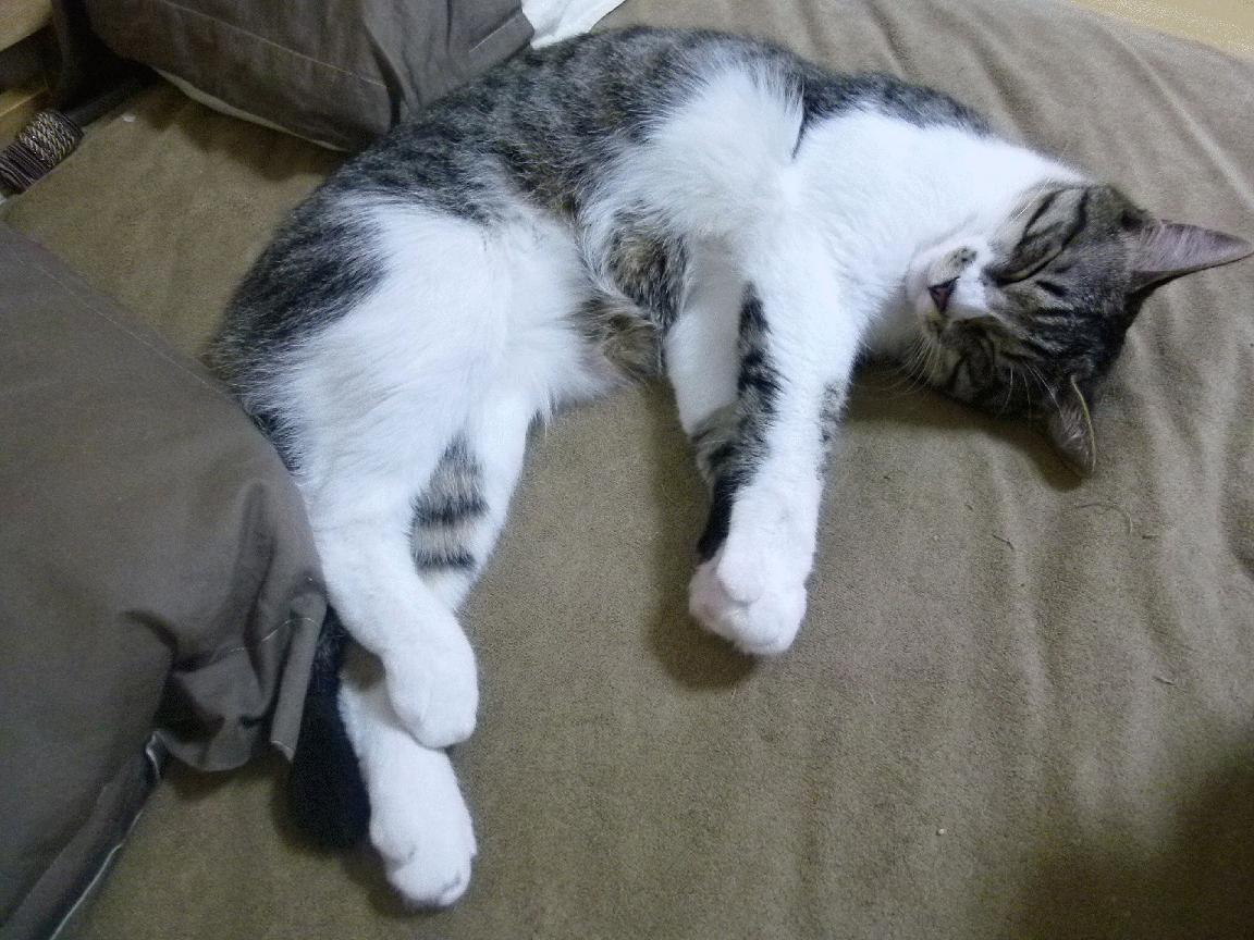 萨卡关键战不手软！秘鲁对阵哥斯达黎加，一锤定音锁定胜局