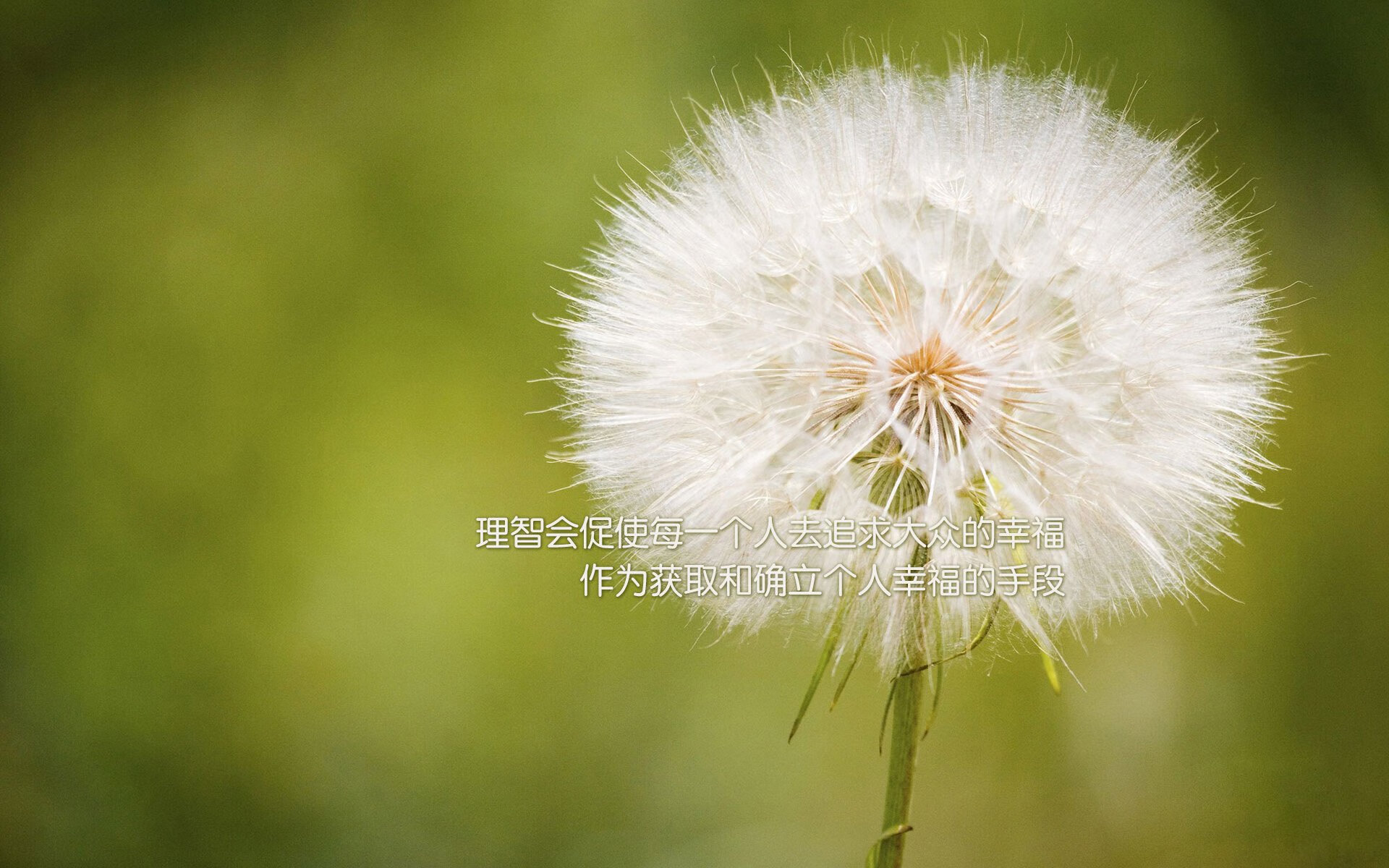 绿白传承，从贝蒂斯淬炼到奥地利新生