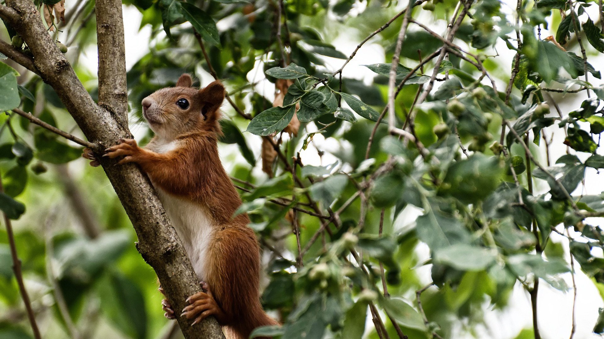 风暴之眼一瞬，巴雷拉铸就都灵不眠夜