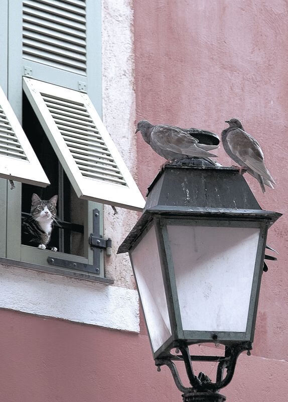 虚拟荣耀与真实回响,当浙江队淘汰灰熊,德罗赞的芝加哥之夜如何被中国声音点燃?