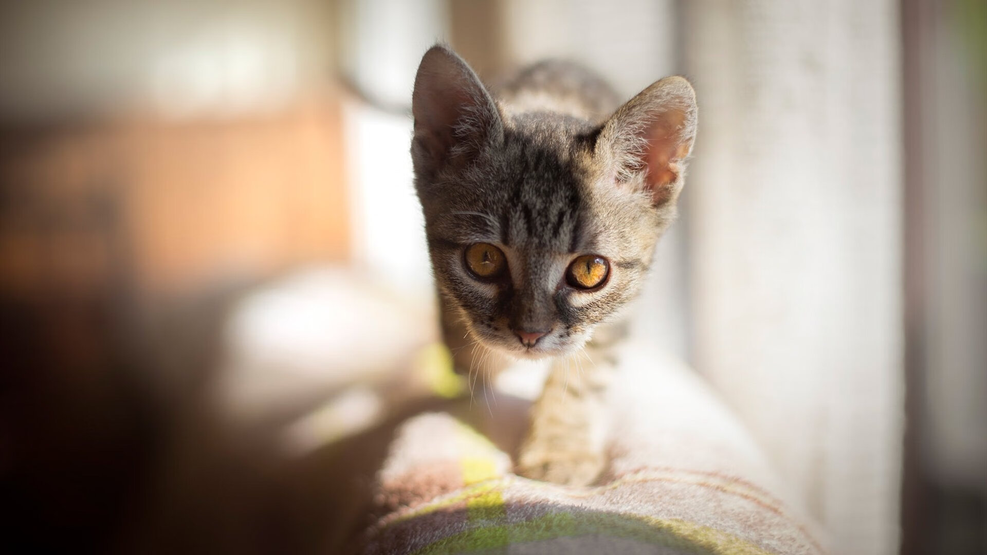 烽火三月,当F1的金属咆哮,遇见拉齐奥的蓝色绝杀