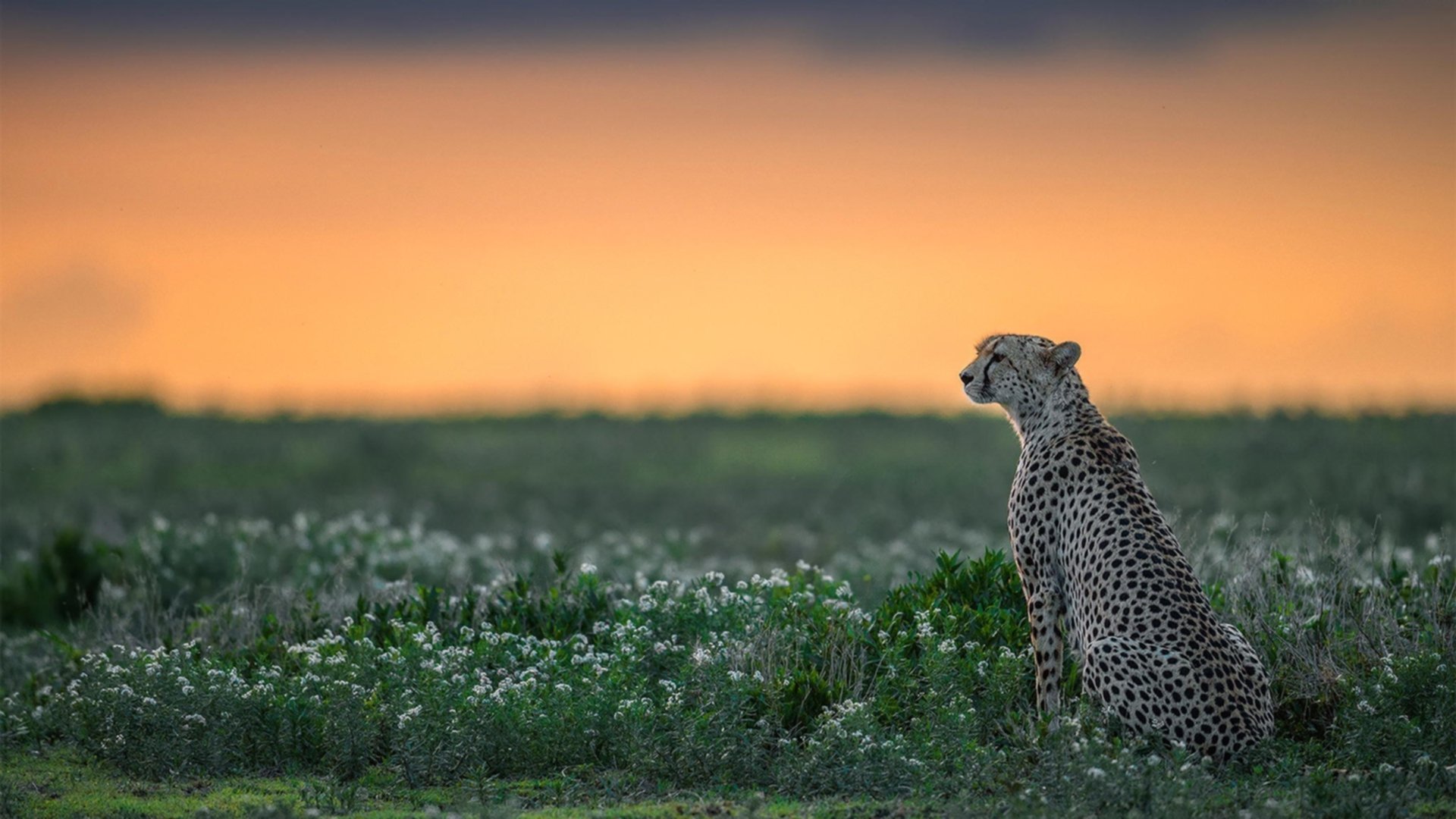 孤胆英雄的逆袭！恩比德关键时刻一锤定音，独行侠强势击溃森林狼防守铁壁