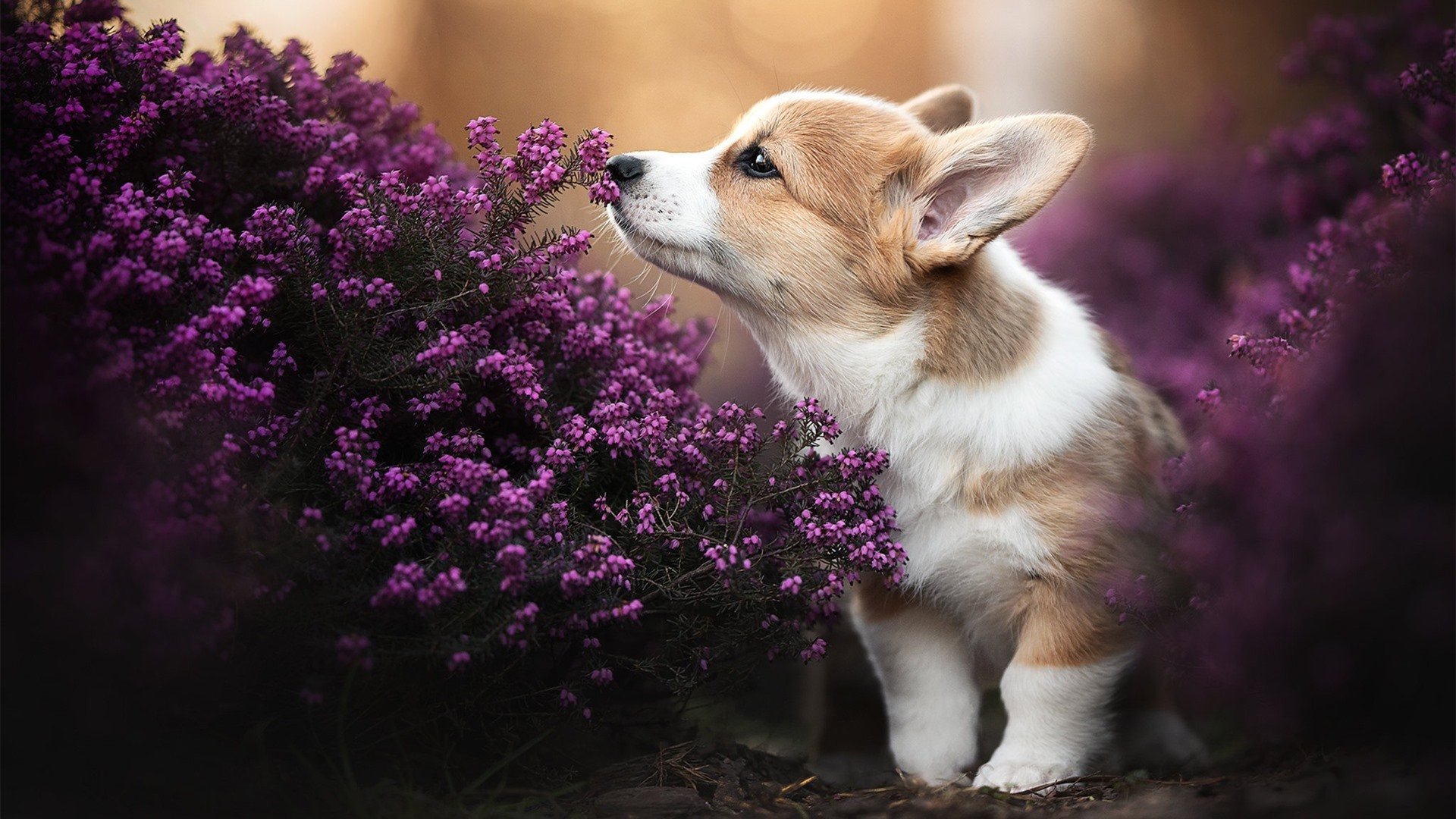 F1年度争冠焦点战，猛龙战术如何完美压制山西队？