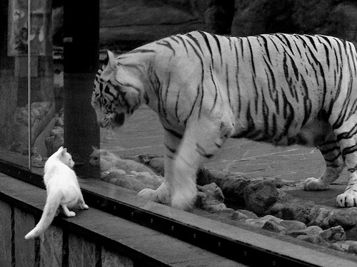 爱游戏-制胜不只在最后三秒，文班亚马如何用天赋和头脑重写了掘金对阵灰熊的剧本