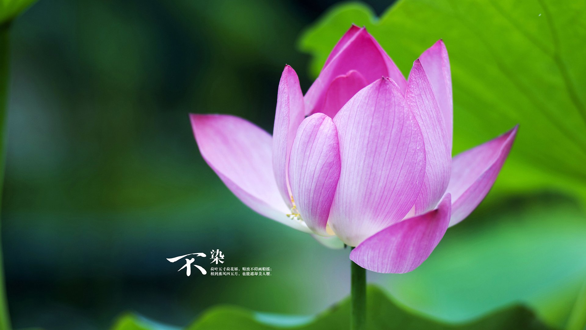 末节狂飙17分+致命抢断！欧文天神下凡导演20分惊天逆转